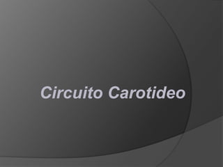 Circuito Carotideo
 