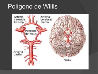 Polígono de Willis
 