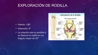 EXPLORACION DE TOBILLO
Inspección Palpación
• Deformidad postural
• Tumefacción (asociado a un
cuadro infeccioso
1. Osteoa...