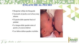 Despertar reflejo de búsqueda
Acercarlo al pecho con la boca muy
abierta
El pezón debe apuntar hacia el
paladar
La lengua debe quedar entre el
pezón y la encía inferior
Los labios deben quedar evertidos
 