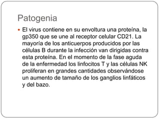 InmunidadEn el control de la mononucleosis infecciosa la inmunidad celular es más importante que la inmunidad humoral. Durante la fase inicial, las células T, las células asesinas naturales (NK) y algunas células T citotóxicas inespecíficas son importantes para controlar la proliferación de las células B infectadas.