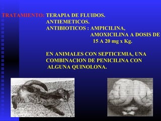 TRATAMIENTO: TERAPIA DE FLUIDOS.
ANTIEMETICOS.
ANTIBIOTICOS : AMPICILINA,
AMOXICILINA A DOSIS DE
15 A 20 mg x Kg.
EN ANIMALES CON SEPTICEMIA, UNA
COMBINACION DE PENICILINA CON
ALGUNA QUINOLONA.
 