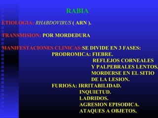 RABIA
ETIOLOGIA: RHABDOVIRUS ( ARN ).
TRANSMISION: POR MORDEDURA
MANIFESTACIONES CLINICAS:SE DIVIDE EN 3 FASES:
PRODROMICA: FIEBRE.
REFLEJOS CORNEALES
Y PALPEBRALES LENTOS.
MORDERSE EN EL SITIO
DE LA LESION.
FURIOSA: IRRITABILIDAD.
INQUIETUD.
LADRIDOS.
AGRESION EPISODICA.
ATAQUES A OBJETOS.
 