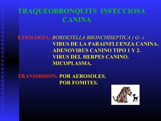 TRAQUEOBRONQUITS INFECCIOSA
CANINA
ETIOLOGIA: BORDETELLA BRONCHISEPTICA ( G- ).
VIRUS DE LA PARAINFLUENZA CANINA.
ADENOVIRUS CANINO TIPO 1 Y 2.
VIRUS DEL HERPES CANINO.
MICOPLASMA.
TRANSMISION: POR AEROSOLES.
POR FOMITES.
 