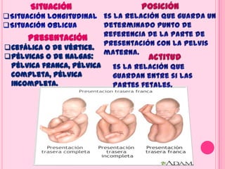 Situación
Presentación
Cefálica o de vértice.
Pélvicas o de nalgas:
pélvica franca, pélvica
completa, pélvica
incompleta.
 