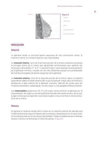 15
Manual de Exploración Clínica de las Mamas
Figura 5Músculo
Lóbulos
IRRIGACIÓN
Arterial
La glándula recibe su principal aporte sanguíneo de tres importantes ramas: la
mamaria interna, la mamaria externa y las intercostales.
La mamaria interna, rama de la primera porción de la arteria subclavia constituye
la principal arteria de la mama que desprende ramificaciones que perforan los
músculos intercostales (1° al 4° ) y pectoral mayor, hasta alcanzar la cara posterior
de la glándula mamaria, resultan ser las más relevantes porque son consideradas
las fuentes principales de aporte sanguíneo de la glándula.
La mamaria externa, rama de la segunda porción de la arteria, sigue un trayecto
ascendente rodea el borde externo del músculo pectoral mayor para ramificarse y
distribuirse a lado externo de la glándula mamaria, además da ramos para los
músculos pectorales, subescapular, serrato mayor y a los ganglios linfáticos axilares.
Las intercostales posteriores (3ª, 4ª y 5ª) cuyos ramos perforan la glándula por la
cara posterior, da origen a una red superficial llamada red supramamaria, de la cual,
surgen ramos que se repartirán unos sobre la piel y otros en el interior de las estruc-
turas de la mama.
Venosa
En general el sistema venoso de la mama es un sistema carente de válvulas que
fundamentalmente sigue el trayecto de las arterias y desembocan en la vena axilar,
en la mamaria interna y en las venas intercostales. Puede considerarse que el drenaje
venoso mamario se distribuye en distintos plexos. (Figura 6)
Tejido graso
Pezón
Conductos lácteos
Conductos linfáticos
 