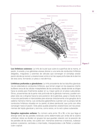 17
Manual de Exploración Clínica de las Mamas
Figura 7
Los linfáticos cutáneos: La linfa de la piel que cubre la superficie de la mama, el
pezón, la areola y sus glándulas anexas drenan a una serie de conductos linfáticos
delgados, irregulares y carentes de válvulas que convergen al complejo areola-
pezón donde se reúnen y anastomosan entre sí en las capas profundas de la dermis
de esta zona, formando un plexo o red dérmica.
Linfáticos profundos o glandulares: La linfa procedente de los lobulillos glandula-
res es colectada en conductos linfáticos, que toman origen en los espacios interlo-
bulillares cerca de las células mioepiteliales de los conductos, desde donde se dirigen
hacia la areola para finalmente acabar en su mayor parte en el plexo subcutáneo.
Otros, provenientes de la parte más profunda de la glándula mamaria, pueden em-
plear esta vía o dirigirse hacia la cara posterior de la glándula, pasar a través de los
músculos pectorales e intercostales para alcanzar directamente a los ganglios de la
cadena mamaria interna. Los conductos galactóforos cuentan con su propia red de
conductos linfáticos situados en su pared, el plexo periductal, que junto con ellos
convergen hacia el pezón. Este plexo puede presentar anastomosis con los prove-
nientes del tejido glandular y termina, como estos, en la red o plexo subareolar.
Ganglios regionales axilares: Su número varía entre 16 a 36, a los que llega el
drenaje tanto de las paredes torácicas como abdominales por arriba de la cicatriz
umbilical, éstos se dividen en grupos los que guardan relación con la posición de
las paredes de las axilas, los cuales son: mamarios externos o torácicos, subesca-
pulares o posterior, centrales o intermedio, interpectorales o de Rotter y subclavi-
cular o apical.
Ganglio intramamario
Linfático intermamario
Areola
Seno galactófono
Conducto galactóforo
Pectoral mayor
Plexo linfático
superficial
Hoja anterior de la
fascia superficial
Ligamento de
Cooper
Panículos
adiposos
subcutáneos
Linfático axilar
Pectoral menor
Músculo intercostal
Linfáticos superficiales
Tejido conjuntivo
Crestas mamarias
Bolsa retromamaria
Esternón
Lóbulo mamario
Fosas adipòsas
Vena mamaria
interna
Arteria mamaria
interna
Hoja superior
de la fascia
superficial
Ganglio interpectoral
Ganglio de la cadena
mamaria interna
 