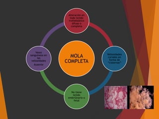 MOLA
COMPLETA
Alteración en
todo tejido
trofoblastico
difuso o
completa
Vellosidades
coriales en
forma de
“cisternas”
No tiene
tejido
embrionario o
fetal
Vasos
sanguíneos en
las
vellosidades
Ausente
 