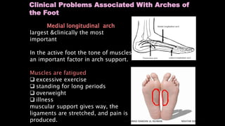 Clinical anatomy of the lower limb | PPTX