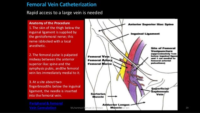 Clinical anatomy of the lower limb