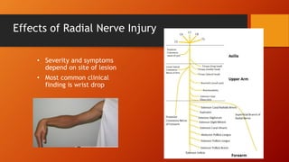 Clinical-Anatomy-of-the-Upper-Limb.pdf
