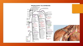 Comprehensive Clinical Anatomy of the Upper Limb: Bones, Joints ...