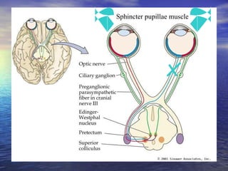 Sphincter pupillae muscle 