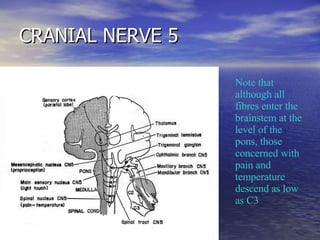 CRANIAL NERVE 5 Note that although all fibres enter the brainstem at the level of the pons, those concerned with pain and ...