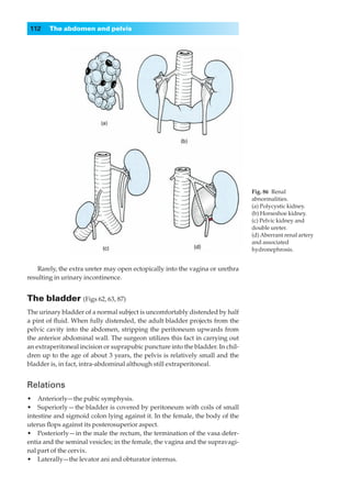 112    The abdomen and pelvis




                                                                                Fig. 86◊Renal
                                                                                abnormalities.
                                                                                (a) Polycystic kidney.
                                                                                (b) Horseshoe kidney.
                                                                                (c) Pelvic kidney and
                                                                                double ureter.
                                                                                (d) Aberrant renal artery
                                                                                and associated
                                                                                hydronephrosis.


    Rarely, the extra ureter may open ectopically into the vagina or urethra
resulting in urinary incontinence.


The bladder (Figs 62, 63, 87)
The urinary bladder of a normal subject is uncomfortably distended by half
a pint of ﬂuid. When fully distended, the adult bladder projects from the
pelvic cavity into the abdomen, stripping the peritoneum upwards from
the anterior abdominal wall. The surgeon utilizes this fact in carrying out
an extraperitoneal incision or suprapubic puncture into the bladder. In chil-
dren up to the age of about 3 years, the pelvis is relatively small and the
bladder is, in fact, intra-abdominal although still extraperitoneal.


Relations
•◊◊Anteriorly—the pubic symphysis.
•◊◊Superiorly — the bladder is covered by peritoneum with coils of small
intestine and sigmoid colon lying against it. In the female, the body of the
uterus ﬂops against its posterosuperior aspect.
•◊◊Posteriorly — in the male the rectum, the termination of the vasa defer-
entia and the seminal vesicles; in the female, the vagina and the supravagi-
nal part of the cervix.
•◊◊Laterally—the levator ani and obturator internus.
 