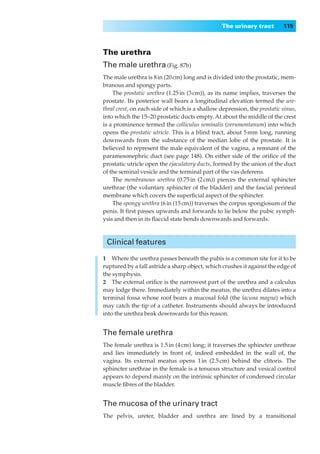 The urinary tract        115



The urethra
The male urethra (Fig. 87b)
The male urethra is 8 in (20 cm) long and is divided into the prostatic, mem-
branous and spongy parts.
    The prostatic urethra (1.25 in (3 cm)), as its name implies, traverses the
prostate. Its posterior wall bears a longitudinal elevation termed the ure-
thral crest, on each side of which is a shallow depression, the prostatic sinus,
into which the 15–20 prostatic ducts empty. At about the middle of the crest
is a prominence termed the colliculus seminalis (verumontanum) into which
opens the prostatic utricle. This is a blind tract, about 5 mm long, running
downwards from the substance of the median lobe of the prostate. It is
believed to represent the male equivalent of the vagina, a remnant of the
paramesonephric duct (see page 148). On either side of the oriﬁce of the
prostatic utricle open the ejaculatory ducts, formed by the union of the duct
of the seminal vesicle and the terminal part of the vas deferens.
    The membranous urethra (0.75 in (2 cm)) pierces the external sphincter
urethrae (the voluntary sphincter of the bladder) and the fascial perineal
membrane which covers the superﬁcial aspect of the sphincter.
    The spongy urethra (6 in (15 cm)) traverses the corpus spongiosum of the
penis. It ﬁrst passes upwards and forwards to lie below the pubic symph-
ysis and then in its ﬂaccid state bends downwards and forwards.



 Clinical features

1◊◊Where the urethra passes beneath the pubis is a common site for it to be
ruptured by a fall astride a sharp object, which crushes it against the edge of
the symphysis.
2◊◊The external oriﬁce is the narrowest part of the urethra and a calculus
may lodge there. Immediately within the meatus, the urethra dilates into a
terminal fossa whose roof bears a mucosal fold (the lacuna magna) which
may catch the tip of a catheter. Instruments should always be introduced
into the urethra beak downwards for this reason.


The female urethra
The female urethra is 1.5 in (4 cm) long; it traverses the sphincter urethrae
and lies immediately in front of, indeed embedded in the wall of, the
vagina. Its external meatus opens 1 in (2.5 cm) behind the clitoris. The
sphincter urethrae in the female is a tenuous structure and vesical control
appears to depend mainly on the intrinsic sphincter of condensed circular
muscle ﬁbres of the bladder.


The mucosa of the urinary tract
The pelvis, ureter, bladder and urethra are lined by a transitional
 