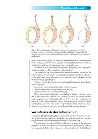 The male genital organs              123




(a)                    (b)                     (c)                    (d)

Fig. 91◊Types of hydrocele. (a) Vaginal hydrocele, (b) congenital hydrocele, (c)
infantile hydrocele, (d) hydrocele of the cord. (The tube at the upper end of each
diagram represents the internal inguinal ring. Yellow = hydrocele, Brown = vas and
epididymis)

sisted as a narrow empty sac and that development of the hernia results
from some sudden strain due to a cough, straining at micturition or at stool,
which forces abdominal contents into this peritoneal recess.
    In infants, the sac frequently has the testis lying in its wall (congenital
inguinal hernia) but this is unusual in older patients.
    The closed-off tunica vaginalis may become distended with ﬂuid to
form a hydrocele which may be idiopathic (primary) or secondary to disease
in the underlying testis. The anatomical classiﬁcation of hydroceles is into
the following groups (Fig. 91):
•◊◊Vaginal — conﬁned to the scrotum and so called because it distends the
tunica vaginalis.
•◊◊Congenital—communicating with the peritoneal cavity.
•◊◊Infantile—extending upwards to the internal ring.
•◊◊Hydrocele of the cord—conﬁned to the cord.
    Notice that, from the anatomical point of view, a hydrocele (apart from
one of the cord) must surround the front and sides of the testis since the
tunica vaginalis bears this relationship to it. A cyst of the epididymis, in
contrast, arises from the efferent ducts of the epididymis and must there-
fore lie above and behind the testis. This point enables the differential diag-
nosis between these two common scrotal cysts to be made conﬁdently.


Vas deferens (ductus deferens) (Fig. 87)
This tube is 18 in (45 cm) long (a distance which one may remember is also
the length of the thoracic duct, the spinal cord and the femur, and the dis-
tance from the incisor teeth to the cardiac end of the stomach).
    The vas passes from the tail of the epididymis to traverse the scrotum,
inguinal canal and so comes to lie upon the side wall of the pelvis. Here, it
lies immediately below the peritoneum of the lateral wall, extends almost
 
