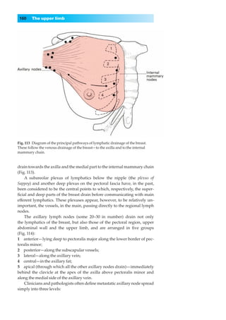 160    The upper limb




Fig. 113◊Diagram of the principal pathways of lymphatic drainage of the breast.
These follow the venous drainage of the breast—to the axilla and to the internal
mammary chain.


drain towards the axilla and the medial part to the internal mammary chain
(Fig. 113).
    A subareolar plexus of lymphatics below the nipple (the plexus of
Sappey) and another deep plexus on the pectoral fascia have, in the past,
been considered to be the central points to which, respectively, the super-
ﬁcial and deep parts of the breast drain before communicating with main
efferent lymphatics. These plexuses appear, however, to be relatively un-
important, the vessels, in the main, passing directly to the regional lymph
nodes.
    The axillary lymph nodes (some 20–30|in number) drain not only
the lymphatics of the breast, but also those of the pectoral region, upper
abdominal wall and the upper limb, and are arranged in ﬁve groups
(Fig. 114):
1◊◊anterior — lying deep to pectoralis major along the lower border of pec-
toralis minor;
2◊◊posterior—along the subscapular vessels;
3◊◊lateral—along the axillary vein;
4◊◊central—in the axillary fat;
5◊◊apical (through which all the other axillary nodes drain)— immediately
behind the clavicle at the apex of the axilla above pectoralis minor and
along the medial side of the axillary vein.
    Clinicians and pathologists often deﬁne metastatic axillary node spread
simply into three levels:
 
