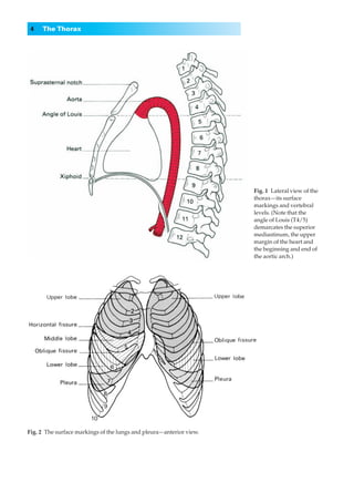 4   The Thorax




                                                                     Fig. 1◊Lateral view of the
                                                                     thorax—its surface
                                                                     markings and vertebral
                                                                     levels. (Note that the
                                                                     angle of Louis (T4/5)
                                                                     demarcates the superior
                                                                     mediastinum, the upper
                                                                     margin of the heart and
                                                                     the beginning and end of
                                                                     the aortic arch.)




Fig. 2◊The surface markings of the lungs and pleura—anterior view.
 