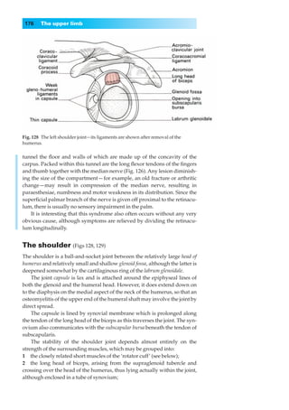 176    The upper limb




Fig. 128◊The left shoulder joint—its ligaments are shown after removal of the
humerus.

tunnel the ﬂoor and walls of which are made up of the concavity of the
carpus. Packed within this tunnel are the long ﬂexor tendons of the ﬁngers
and thumb together with the median nerve (Fig. 126). Any lesion diminish-
ing the size of the compartment — for example, an old fracture or arthritic
change — may result in compression of the median nerve, resulting in
paraesthesiae, numbness and motor weakness in its distribution. Since the
superﬁcial palmar branch of the nerve is given off proximal to the retinacu-
lum, there is usually no sensory impairment in the palm.
    It is interesting that this syndrome also often occurs without any very
obvious cause, although symptoms are relieved by dividing the retinacu-
lum longitudinally.


The shoulder (Figs 128, 129)
The shoulder is a ball-and-socket joint between the relatively large head of
humerus and relatively small and shallow glenoid fossa, although the latter is
deepened somewhat by the cartilaginous ring of the labrum glenoidale.
    The joint capsule is lax and is attached around the epiphyseal lines of
both the glenoid and the humeral head. However, it does extend down on
to the diaphysis on the medial aspect of the neck of the humerus, so that an
osteomyelitis of the upper end of the humeral shaft may involve the joint by
direct spread.
    The capsule is lined by synovial membrane which is prolonged along
the tendon of the long head of the biceps as this traverses the joint. The syn-
ovium also communicates with the subscapular bursa beneath the tendon of
subscapularis.
    The stability of the shoulder joint depends almost entirely on the
strength of the surrounding muscles, which may be grouped into:
1◊◊the closely related short muscles of the ‘rotator cuff’ (see below);
2◊◊the long head of biceps, arising from the supraglenoid tubercle and
crossing over the head of the humerus, thus lying actually within the joint,
although enclosed in a tube of synovium;
 