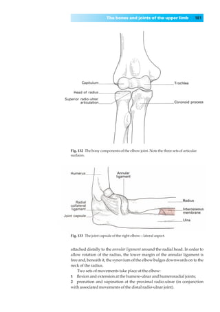The bones and joints of the upper limb                  181




Fig. 132◊The bony components of the elbow joint. Note the three sets of articular
surfaces.




Fig. 133◊The joint capsule of the right elbow—lateral aspect.


attached distally to the annular ligament around the radial head. In order to
allow rotation of the radius, the lower margin of the annular ligament is
free and, beneath it, the synovium of the elbow bulges downwards on to the
neck of the radius.
    Two sets of movements take place at the elbow:
1◊◊ﬂexion and extension at the humero-ulnar and humeroradial joints;
2◊◊pronation and supination at the proximal radio-ulnar (in conjunction
with associated movements of the distal radio-ulnar joint).
 