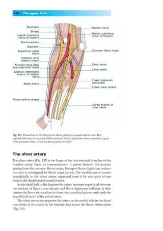 188    The upper limb




Fig. 137◊Dissection of the forearm to show principal vessels and nerves. The
superﬁcial forearm muscles of the common ﬂexor origin have been removed, apart
from pronator teres, whch has been partly divided.



The ulnar artery
The ulnar artery (Fig. 137) is the larger of the two terminal branches of the
brachial artery. From its commencement it passes beneath the muscles
arising from the common ﬂexor origin, lies upon ﬂexor digitorum profun-
dus and is overlapped by ﬂexor carpi ulnaris. The median nerve crosses
superﬁcially to the ulnar artery, separated from it by only part of one
muscle, the deep head of pronator teres.
    In the distal half of the forearm the artery becomes superﬁcial between
the tendons of ﬂexor carpi ulnaris and ﬂexor digitorum sublimis; it then
crosses the ﬂexor retinaculum to form the superﬁcial palmar arch with the
superﬁcial branch of the radial artery.
    The ulnar nerve accompanies the artery on its medial side in the distal
two-thirds of its course in the forearm and across the ﬂexor retinaculum
(Fig. 116).
 