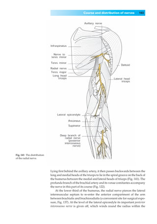 Course and distribution of nerves             193




Fig. 141◊The distribution
of the radial nerve.




                            Lying ﬁrst behind the axillary artery, it then passes backwards between the
                            long and medial heads of the triceps to lie in the spiral groove on the back of
                            the humerus between the medial and lateral heads of triceps (Fig. 141). The
                            profunda branch of the brachial artery and its venae comitantes accompany
                            the nerve in this part of its course (Fig. 122).
                                At the lower third of the humerus, the radial nerve pierces the lateral
                            intermuscular septum to re-enter the anterior compartment of the arm
                            between brachialis and brachioradialis (a convenient site for surgical expo-
                            sure, Fig. 137). At the level of the lateral epicondyle its important posterior
                            interosseous nerve is given off, which winds round the radius within the
 