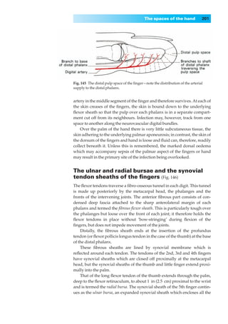 The spaces of the hand              201




Fig. 145◊The distal pulp space of the ﬁnger—note the distribution of the arterial
supply to the distal phalanx.


artery in the middle segment of the ﬁnger and therefore survives. At each of
the skin creases of the ﬁngers, the skin is bound down to the underlying
ﬂexor sheath so that the pulp over each phalanx is in a separate compart-
ment cut off from its neighbours. Infection may, however, track from one
space to another along the neurovascular digital bundles.
    Over the palm of the hand there is very little subcutaneous tissue, the
skin adhering to the underlying palmar aponeurosis; in contrast, the skin of
the dorsum of the ﬁngers and hand is loose and ﬂuid can, therefore, readily
collect beneath it. Unless this is remembered, the marked dorsal oedema
which may accompany sepsis of the palmar aspect of the ﬁngers or hand
may result in the primary site of the infection being overlooked.


The ulnar and radial bursae and the synovial
tendon sheaths of the ﬁngers (Fig. 146)
The ﬂexor tendons traverse a ﬁbro-osseous tunnel in each digit. This tunnel
is made up posteriorly by the metacarpal head, the phalanges and the
fronts of the intervening joints. The anterior ﬁbrous part consists of con-
densed deep fascia attached to the sharp anterolateral margin of each
phalanx and termed the ﬁbrous ﬂexor sheath. This is particularly tough over
the phalanges but loose over the front of each joint; it therefore holds the
ﬂexor tendons in place without ‘bow-stringing’ during ﬂexion of the
ﬁngers, but does not impede movement of the joints.
    Distally, the ﬁbrous sheath ends at the insertion of the profundus
tendon (or ﬂexor pollicis longus tendon in the case of the thumb) at the base
of the distal phalanx.
    These ﬁbrous sheaths are lined by synovial membrane which is
reﬂected around each tendon. The tendons of the 2nd, 3rd and 4th ﬁngers
have synovial sheaths which are closed off proximally at the metacarpal
head, but the synovial sheaths of the thumb and little ﬁnger extend proxi-
mally into the palm.
    That of the long ﬂexor tendon of the thumb extends through the palm,
deep to the ﬂexor retinaculum, to about 1|in (2.5|cm) proximal to the wrist
and is termed the radial bursa. The synovial sheath of the 5th ﬁnger contin-
ues as the ulnar bursa, an expanded synovial sheath which encloses all the
 