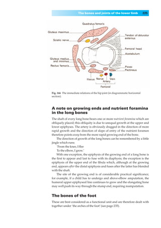 The bones and joints of the lower limb                    225




Fig. 166◊The immediate relations of the hip joint (in diagrammatic horizontal
section).



A note on growing ends and nutrient foramina
in the long bones
The shaft of every long bone bears one or more nutrient foramina which are
obliquely placed; this obliquity is due to unequal growth at the upper and
lower epiphyses. The artery is obviously dragged in the direction of more
rapid growth and the direction of slope of entry of the nutrient foramen
therefore points away from the more rapid growing end of the bone.
    The direction of growth of the long bones can be remembered by a little
jingle which runs:
    ‘From the knee, I ﬂee
    To the elbow, I grow.’
    With one exception, the epiphysis of the growing end of a long bone is
the ﬁrst to appear and last to fuse with its diaphysis; the exception is the
epiphysis of the upper end of the ﬁbula which, although at the growing
end, appears after the distal epiphysis and fuses after the latter has blended
with the shaft.
    The site of the growing end is of considerable practical signiﬁcance;
for example, if a child has to undergo and above-elbow amputation, the
humeral upper epiphyseal line continues to grow and the elongating bone
may well push its way through the stump end, requiring reamputation.


The bones of the foot
These are best considered as a functional unit and are therefore dealt with
together under ‘the arches of the foot’ (see page 235).
 
