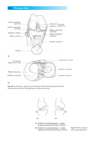 230    The lower limb




(a)




(b)

Fig. 169◊(a) The knee—anterior view; the knee is ﬂexed and the patella has been
turned downwards. (b) The right knee in transverse section.




                                        (a)                       (b)


                                      (a) Anterior cruciate ligament – resists
                                          forward movement of tibia on femur
                                      (b) Posterior cruciate ligament – resists   Fig. 170◊The actions of
                                          backward movement of tibia on femur     the cruciate ligaments.
 