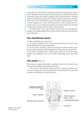 The bones and joints of the lower limb             233


                        externally, you will note how the lateral and medial cartilages are respec-
                        tively sucked into the knee joint. If the ﬂexed knee is forcibly abducted and
                        externally rotated, the medial cartilage will be drawn between, and then
                        split by, the grinding surfaces of the medial condyles of the femur and tibia.
                        This occurs when a footballer twists his ﬂexed knee while running or when
                        a miner topples over in the crouched position while hewing coal in a
                        narrow seam. A severe adduction and internal rotation strain may similarly
                        tear the lateral cartilage, but this injury is less common.
                            The knee ‘locks’ in this type of injury because the torn and displaced
                        segment of cartilage lodges between the condyles and prevents full exten-
                        sion of the knee.


                        The tibioﬁbular joints
                        The tibia and ﬁbula are connected by:
                        1◊◊the superior tibioﬁbular joint, a synovial joint between the head of the
                        ﬁbula and the lateral condyle of the tibia;
                        2◊◊the interosseous membrane, which is crossed by the anterior tibial vessels
                        above and pierced by the perforating branch of the peroneal artery below;
                        3◊◊the inferior tibioﬁbular joint, a ﬁbrous joint, the only one in the limbs,
                        between the triangular areas of each bone immediately above the ankle
                        joint.


                        The ankle (Fig. 171)
                        The ankle is a hinge joint between a mortice formed by the malleoli and
                        lower end of the tibia and the body of the talus.
                            The capsule of the joint ﬁts closely around its articular surfaces, and,
                        as in every hinge joint, it is weak anteriorly and posteriorly but reinforced
                        laterally and medially by collateral ligaments.




Fig. 171◊The ankle in
coronal section.
 
