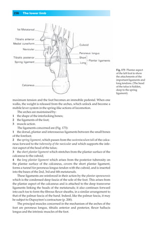 236    The lower limb




                                                                                 Fig. 173◊Plantar aspect
                                                                                 of the left foot to show
                                                                                 the attachments of the
                                                                                 important ligaments and
                                                                                 long tendons. (The head
                                                                                 of the talus is hidden,
                                                                                 deep to the spring
                                                                                 ligament).

maximum tension and the foot becomes an immobile pedestal. When one
walks, the weight is released from the arches, which unlock and become a
mobile lever system in the spring-like actions of locomotion.
    The arches are maintained by:
1◊◊the shape of the interlocking bones;
2◊◊the ligaments of the foot;
3◊◊muscle action.
    The ligaments concerned are (Fig. 173):
1◊◊the dorsal, plantar and interosseous ligaments between the small bones
of the forefoot;
2◊◊the spring ligament, which passes from the sustentaculum tali of the calca-
neus forward to the tuberosity of the navicular and which supports the infe-
rior aspect of the head of the talus;
3◊◊the short plantar ligament which stretches from the plantar surface of the
calcaneus to the cuboid;
4◊◊the long plantar ligament which arises from the posterior tuberosity on
the plantar surface of the calcaneus, covers the short plantar ligament,
forms a tunnel for peroneus longus tendon with the cuboid, and is inserted
into the bases of the 2nd, 3rd and 4th metatarsals.
    These ligaments are reinforced in their action by the plantar aponeurosis
which is the condensed deep fascia of the sole of the foot. This arises from
the plantar aspect of the calcaneus and is attached to the deep transverse
ligaments linking the heads of the metatarsals; it also continues forward
into each toe to form the ﬁbrous ﬂexor sheaths, in a similar arrangement to
that of the palmar fascia of the hand. Indeed, like the palmar fascia, it may
be subject to Dupuytren’s contracture (p. 200).
    The principal muscles concerned in the mechanism of the arches of the
foot are peroneus longus, tibialis anterior and posterior, ﬂexor hallucis
longus and the intrinsic muscles of the foot.
 