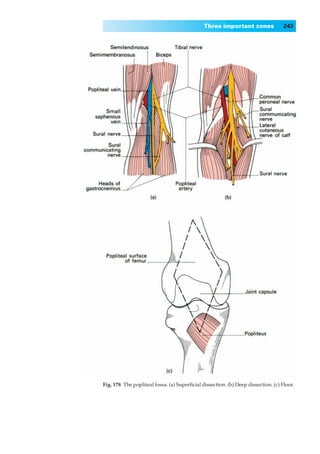 Three important zones                243




Fig. 178◊The popliteal fossa. (a) Superﬁcial dissection. (b) Deep dissection. (c) Floor.
 