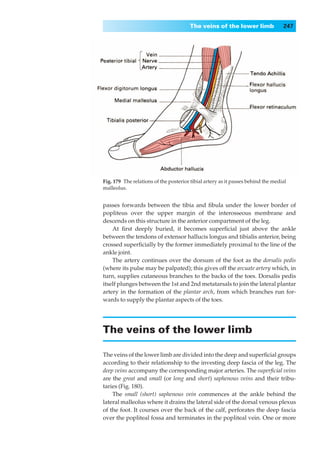 The veins of the lower limb                247




Fig. 179◊The relations of the posterior tibial artery as it passes behind the medial
malleolus.


passes forwards between the tibia and ﬁbula under the lower border of
popliteus over the upper margin of the interosseous membrane and
descends on this structure in the anterior compartment of the leg.
    At ﬁrst deeply buried, it becomes superﬁcial just above the ankle
between the tendons of extensor hallucis longus and tibialis anterior, being
crossed superﬁcially by the former immediately proximal to the line of the
ankle joint.
    The artery continues over the dorsum of the foot as the dorsalis pedis
(where its pulse may be palpated); this gives off the arcuate artery which, in
turn, supplies cutaneous branches to the backs of the toes. Dorsalis pedis
itself plunges between the 1st and 2nd metatarsals to join the lateral plantar
artery in the formation of the plantar arch, from which branches run for-
wards to supply the plantar aspects of the toes.




The veins of the lower limb

The veins of the lower limb are divided into the deep and superﬁcial groups
according to their relationship to the investing deep fascia of the leg. The
deep veins accompany the corresponding major arteries. The superﬁcial veins
are the great and small (or long and short) saphenous veins and their tribu-
taries (Fig. 180).
    The small (short) saphenous vein commences at the ankle behind the
lateral malleolus where it drains the lateral side of the dorsal venous plexus
of the foot. It courses over the back of the calf, perforates the deep fascia
over the popliteal fossa and terminates in the popliteal vein. One or more
 