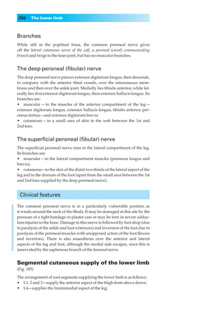 256    The lower limb



Branches
While still in the popliteal fossa, the common peroneal nerve gives
off the lateral cutaneous nerve of the calf, a peroneal (sural) communicating
branch and twigs to the knee joint, but has no muscular branches.


The deep peroneal (ﬁbular) nerve
The deep peroneal nerve pierces extensor digitorum longus, then descends,
in company with the anterior tibial vessels, over the interosseous mem-
brane and then over the ankle joint. Medially lies tibialis anterior, while lat-
erally lies ﬁrst extensor digitorum longus, then extensor hallucis longus. Its
branches are:
•◊◊muscular — to the muscles of the anterior compartment of the leg —
extensor digitorum longus, extensor hallucis longus, tibialis anterior, per-
oneus tertius—and extensor digitorum brevis;
•◊◊cutaneous — to a small area of skin in the web between the 1st and
2nd toes.


The superﬁcial peroneal (ﬁbular) nerve
The superﬁcial peroneal nerve runs in the lateral compartment of the leg.
Its branches are:
•◊◊muscular — to the lateral compartment muscles (peroneus longus and
brevis);
•◊◊cutaneous—to the skin of the distal two-thirds of the lateral aspect of the
leg and to the dorsum of the foot (apart from the small area between the 1st
and 2nd toes supplied by the deep peroneal nerve).


 Clinical features

The common peroneal nerve is in a particularly vulnerable position as
it winds around the neck of the ﬁbula. It may be damaged at this site by the
pressure of a tight bandage or plaster cast or may be torn in severe adduc-
tion injuries to the knee. Damage to this nerve is followed by foot drop (due
to paralysis of the ankle and foot extensors) and inversion of the foot due to
paralysis of the peroneal muscles with unopposed action of the foot ﬂexors
and invertors). There is also anaesthesia over the anterior and lateral
aspects of the leg and foot, although the medial side escapes, since this is
innervated by the saphenous branch of the femoral nerve.


Segmental cutaneous supply of the lower limb
(Fig. 185)

The arrangement of root segments supplying the lower limb is as follows:
•◊◊L1, 2 and 3—supply the anterior aspect of the thigh from above down;
•◊◊L4—supplies the frontomedial aspect of the leg;
 
