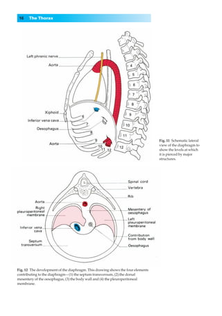 16    The Thorax




                                                                                 Fig. 11◊Schematic lateral
                                                                                 view of the diaphragm to
                                                                                 show the levels at which
                                                                                 it is pierced by major
                                                                                 structures.




Fig. 12◊The development of the diaphragm. This drawing shows the four elements
contributing to the diaphragm—(1) the septum transversum, (2) the dorsal
mesentery of the oesophagus, (3) the body wall and (4) the pleuroperitoneal
membrane.
 