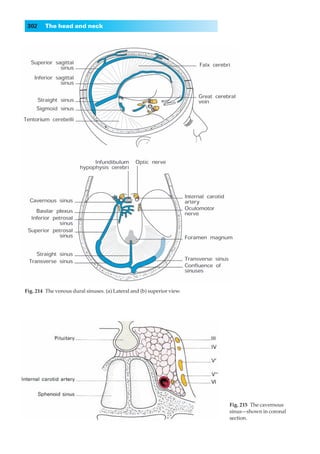 302     The head and neck




Fig. 214◊The venous dural sinuses. (a) Lateral and (b) superior view.




                                                                        Fig. 215◊The cavernous
                                                                        sinus—shown in coronal
                                                                        section.
 