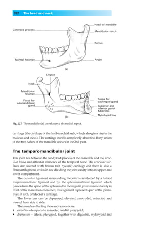 322     The head and neck




Fig. 227◊The mandible: (a) lateral aspect, (b) medial aspect.


cartilage (the cartilage of the ﬁrst branchial arch, which also gives rise to the
malleus and incus). The cartilage itself is completely absorbed. Bony union
of the two halves of the mandible occurs in the 2nd year.


The temporomandibular joint
This joint lies between the condyloid process of the mandible and the artic-
ular fossa and articular eminence of the temporal bone. The articular sur-
faces are covered with ﬁbrous (not hyaline) cartilage and there is also a
ﬁbrocartilaginous articular disc dividing the joint cavity into an upper and
lower compartment.
    The capsular ligament surrounding the joint is reinforced by a lateral
temporomandibular ligament and by the sphenomandibular ligament which
passes from the spine of the sphenoid to the lingular process immediately in
front of the mandibular foramen; this ligament represents part of the primi-
tive 1st arch, or Meckel’s cartilage.
    The lower jaw can be depressed, elevated, protruded, retracted and
moved from side to side.
    The muscles effecting these movements are:
•◊◊elevation—temporalis, masseter, medial pterygoid;
•◊◊depression — lateral pterygoid, together with digastric, mylohyoid and
 