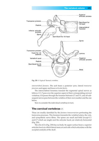 The vertebral column           325




Fig. 228◊A ‘typical’ thoracic vertebra.


intervertebral foramen. The arch bears a posterior spine, lateral transverse
processes and upper and lower articular facets.
    The intervertebral foramina transmit the segmental spinal nerves as
follows: C1–7 pass over the superior aspect of their corresponding cervical
vertebrae, C8 passes through the foramen between C7 and T1, and all sub-
sequent nerves pass between the vertebra of their own number and the one
below.
    Now to consider the individual vertebrae in turn.


The cervical vertebrae (7)
These are readily identiﬁed by the foramen transversarium perforating the
transverse processes. This foramen transmits the vertebral artery, the vein,
and sympathetic nerve ﬁbres. The spines are small and biﬁd (except C1
and C7 which are single) and the articular facets are relatively horizontal
(Fig. 229).
    The atlas (C1) (Fig. 230) has no body. Its upper surface bears a superior
articular facet on a thick lateral mass on each side which articulates with the
occipital condyles of the skull.
 