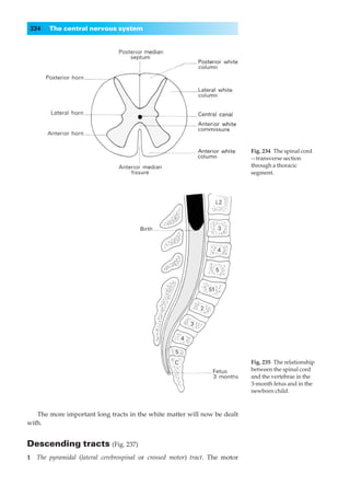 334   The central nervous system




                                                                             Fig. 234◊The spinal cord
                                                                             —transverse section
                                                                             through a thoracic
                                                                             segment.




                                                                             Fig. 235◊The relationship
                                                                             between the spinal cord
                                                                             and the vertebrae in the
                                                                             3-month fetus and in the
                                                                             newborn child.



   The more important long tracts in the white matter will now be dealt
with.


Descending tracts (Fig. 237)
1◊◊The pyramidal (lateral cerebrospinal or crossed motor) tract. The motor
 