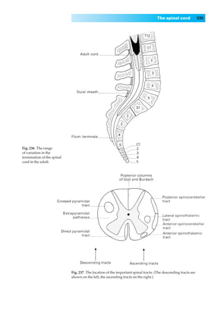 The spinal cord             335




Fig. 236◊The range
of variation in the
termination of the spinal
cord in the adult.




                            Fig. 237◊The location of the important spinal tracts. (The descending tracts are
                            shown on the left, the ascending tracts on the right.)
 