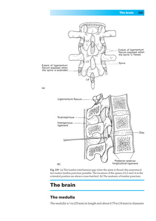 The brain        339




Fig. 239◊(a) The lumbar interlaminar gap when the spine is ﬂexed; this anatomical
fact makes lumbar puncture possible. The locations of the spines of L2 and L4 in the
extended position are shown cross-hatched. (b) The anatomy of lumbar puncture.


The brain

The medulla
The medulla is 1 in (25 mm) in length and about 0.75 in (18 mm) in diameter.
 