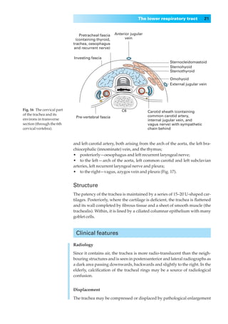 The lower respiratory tract           21


                                Pretracheal fascia   Anterior jugular
                              (containing thyroid,        vein
                            trachea, oesophagus
                            and recurrent nerve)

                            Investing fascia
                                                                                   Sternocleidomastoid
                                                                                   Sternohyoid
                                                                                   Sternothyroid

                                                                                   Omohyoid
                                                                                   External jugular vein




Fig. 16◊The cervical part                                C6             Carotid sheath (containing
of the trachea and its                                                  common carotid artery,
                             Pre-vertebral fascia
environs in transverse                                                  internal jugular vein, and
section (through the 6th                                                vagus nerve) with sympathetic
cervical vertebra).                                                     chain behind



                            and left carotid artery, both arising from the arch of the aorta, the left bra-
                            chiocephalic (innominate) vein, and the thymus;
                            •◊◊posteriorly—oesophagus and left recurrent laryngeal nerve;
                            •◊◊to the left — arch of the aorta, left common carotid and left subclavian
                            arteries, left recurrent laryngeal nerve and pleura;
                            •◊◊to the right—vagus, azygos vein and pleura (Fig. 17).


                            Structure
                            The patency of the trachea is maintained by a series of 15–20 U-shaped car-
                            tilages. Posteriorly, where the cartilage is deﬁcient, the trachea is ﬂattened
                            and its wall completed by ﬁbrous tissue and a sheet of smooth muscle (the
                            trachealis). Within, it is lined by a ciliated columnar epithelium with many
                            goblet cells.



                             Clinical features

                            Radiology

                            Since it contains air, the trachea is more radio-translucent than the neigh-
                            bouring structures and is seen in posteroanterior and lateral radiographs as
                            a dark area passing downwards, backwards and slightly to the right. In the
                            elderly, calciﬁcation of the tracheal rings may be a source of radiological
                            confusion.


                            Displacement

                            The trachea may be compressed or displaced by pathological enlargement
 
