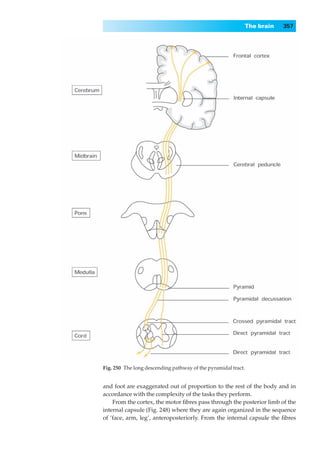 The brain   357




Fig. 250◊The long descending pathway of the pyramidal tract.


and foot are exaggerated out of proportion to the rest of the body and in
accordance with the complexity of the tasks they perform.
    From the cortex, the motor ﬁbres pass through the posterior limb of the
internal capsule (Fig. 248) where they are again organized in the sequence
of ‘face, arm, leg’, anteroposteriorly. From the internal capsule the ﬁbres
 