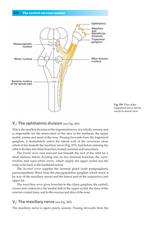 370    The central nervous system




                                                                                  Fig. 259◊Plan of the
                                                                                  trigeminal nerve and its
                                                                                  nuclei in dorsal view.



V1: The ophthalmic division (see Fig. 260)
This is the smallest division of the trigeminal nerve; it is wholly sensory and
is responsible for the innervation of the skin of the forehead, the upper
eyelid, cornea and most of the nose. Passing forwards from the trigeminal
ganglion, it immediately enters the lateral wall of the cavernous sinus
where it lies beneath the trochlear nerve (Fig. 257). Just before entering the
orbit it divides into three branches, frontal, lacrimal and nasociliary.
    The frontal nerve runs forward just beneath the roof of the orbit for a
short distance before dividing into its two terminal branches, the supra-
trochlear and supra-orbital nerves, which supply the upper eyelid and the
scalp as far back as the lambdoid suture.
    The lacrimal nerve supplies the lacrimal gland (with postganglionic
parasympathetic ﬁbres from the pterygopalatine ganglion which reach it
by way of the maxillary nerve) and the lateral part of the conjunctiva and
upper lid.
    The nasociliary nerve gives branches to the ciliary ganglion, the eyeball,
cornea and conjunctiva the medial half of the upper eyelid, the dura of the
anterior cranial fossa, and to the mucosa and skin of the nose.


V2: The maxillary nerve (see Fig. 260)
The maxillary nerve is again purely sensory. Passing forwards from the
 