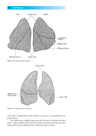 24    The Thorax




Fig. 18◊The lungs, lateral aspects.




Fig. 19◊The lungs, anterior aspects.



wall and a mediastinal surface which is concave to accommodate the
pericardium.
     The right lung is slightly larger than the left and is divided into three
lobes—upper, middle and lower, by the oblique and horizontal ﬁssures. The
left lung has only an oblique ﬁssure and hence only two lobes.
 