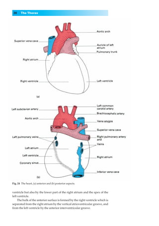 30    The Thorax




Fig. 24◊The heart, (a) anterior and (b) posterior aspects.


ventricle but also by the lower part of the right atrium and the apex of the
left ventricle.
     The bulk of the anterior surface is formed by the right ventricle which is
separated from the right atrium by the vertical atrioventricular groove, and
from the left ventricle by the anterior interventricular groove.
 