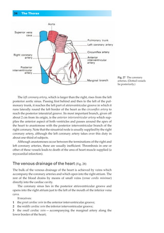 34    The Thorax




                                                                                    Fig. 27◊The coronary
                                                                                    arteries. (Dotted vessels
                                                                                    lie posteriorly.)



    The left coronary artery, which is larger than the right, rises from the left
posterior aortic sinus. Passing ﬁrst behind and then to the left of the pul-
monary trunk, it reaches the left part of atrioventricular groove in which it
runs laterally round the left border of the heart as the circumﬂex artery to
reach the posterior interatrial groove. Its most important branch, given off
about 2 cm from its origin, is the anterior interventricular artery which sup-
plies the anterior aspect of both ventricles and passes around the apex of
the heart to anastomose with the posterior interventricular branch of the
right coronary. Note that the sinuatrial node is usually supplied by the right
coronary artery, although the left coronary artery takes over this duty in
about one-third of subjects.
    Although anastomoses occur between the terminations of the right and
left coronary arteries, these are usually inefﬁcient. Thrombosis in one or
other of these vessels leads to death of the area of heart muscle supplied (a
myocardial infarction).


The venous drainage of the heart (Fig. 28)
The bulk of the venous drainage of the heart is achieved by veins which
accompany the coronary arteries and which open into the right atrium. The
rest of the blood drains by means of small veins (venae cordis minimae)
directly into the cardiac cavity.
    The coronary sinus lies in the posterior atrioventricular groove and
opens into the right atrium just to the left of the mouth of the inferior vena
cava.
    It receives:
1◊◊the great cardiac vein in the anterior interventricular groove;
2◊◊the middle cardiac vein the inferior interventricular groove;
3◊◊the small cardiac vein — accompanying the marginal artery along the
lower border of the heart;
 