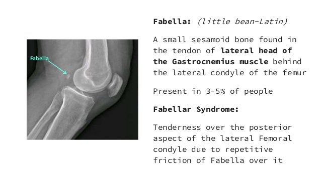 Clinical Anatomy Of Leg Clinical Anatomy Of Leg