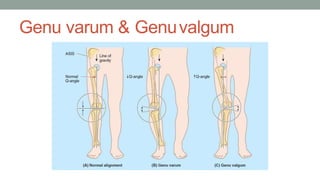 clinicalanatomy-170318191936-đã chuyển đổi.pptx